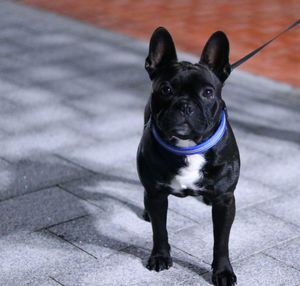 Portrait of dog standing on footpath