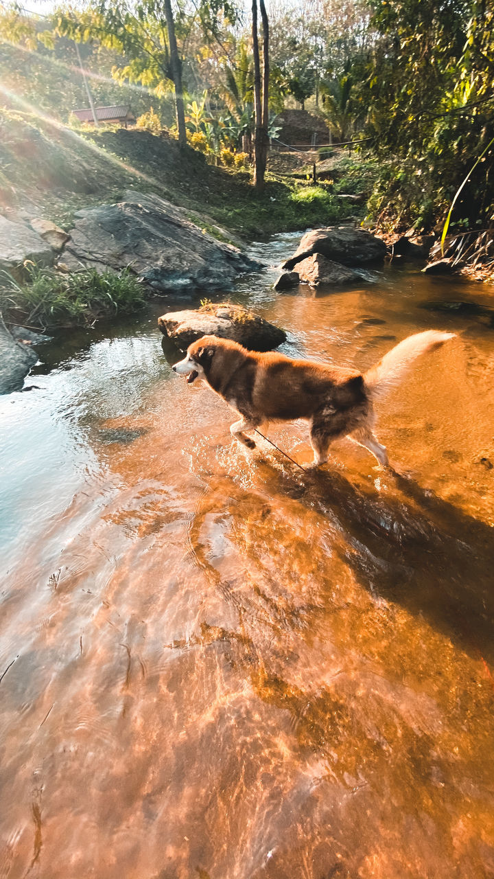 VIEW OF STREAM FLOWING THROUGH ROCKS