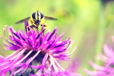 Close-up of insect pollinating flower