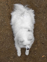 High angle view of dog lying down