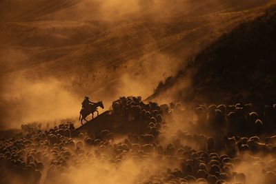 Silhouette person riding horse amidst sheep on mountain during sunrise