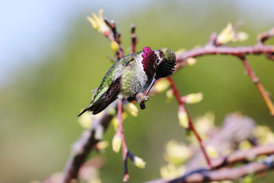 Hummingbird perching on a tree branch in early spring , closeup 