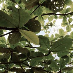 Close-up of leaves on tree