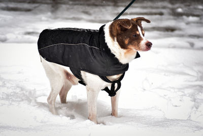 Dog standing on snow covered land