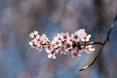 Close-up of pink cherry blossom tree