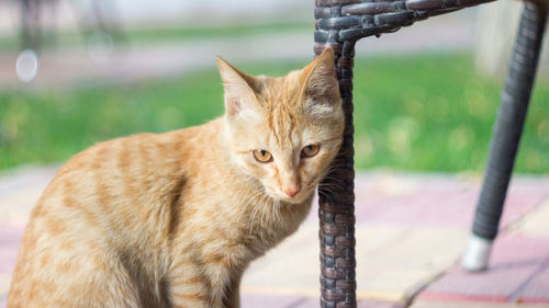 Close-up portrait of cat