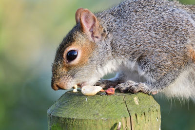 Close-up of squirrel on tree stump