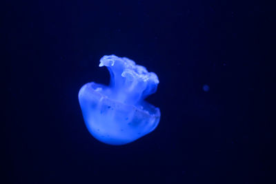 Close-up of jellyfish in sea