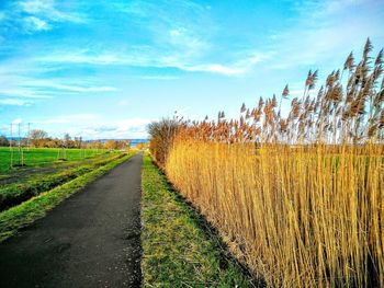 View of wheat field against sky