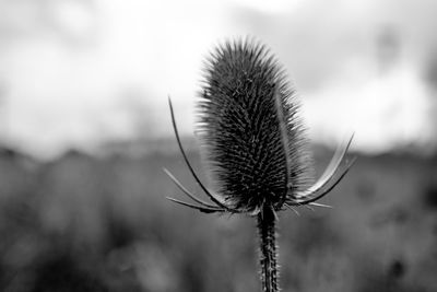 Close-up of thistle plant