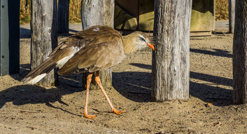 View of birds perching on wood