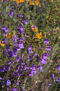 Close-up of purple flowers blooming outdoors