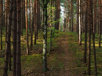 Pine trees in forest