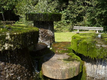 Reflection of trees in water