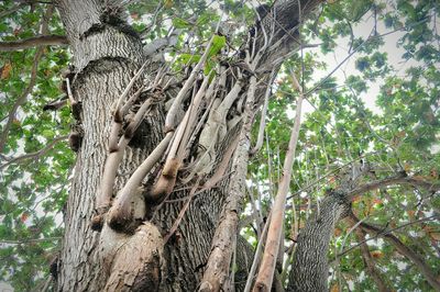 Low angle view of tree