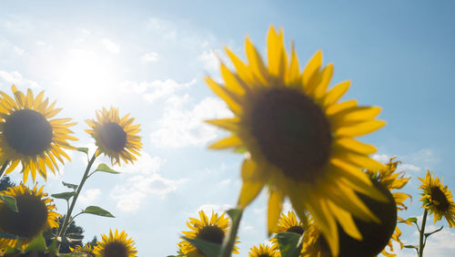 Low angle view of sunflower against sky