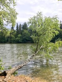 Scenic view of lake in forest against sky