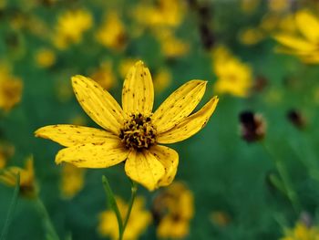 Close-up of yellow coreopsis flower