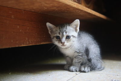 Portrait of kitten sitting on floor