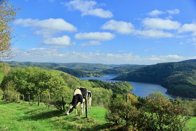 Cows grazing in a valley