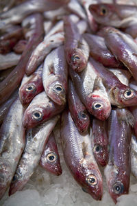 Close-up of fish for sale in market