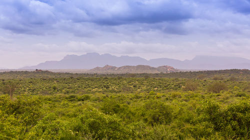 Scenic view of field against sky