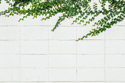 Ivy growing on wall