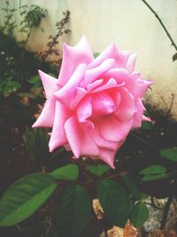 Close-up of pink rose blooming outdoors