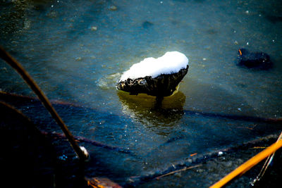 High angle view of duck swimming in lake