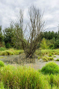 Scenic view of swamp against sky