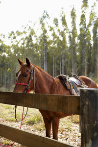 Horse in ranch