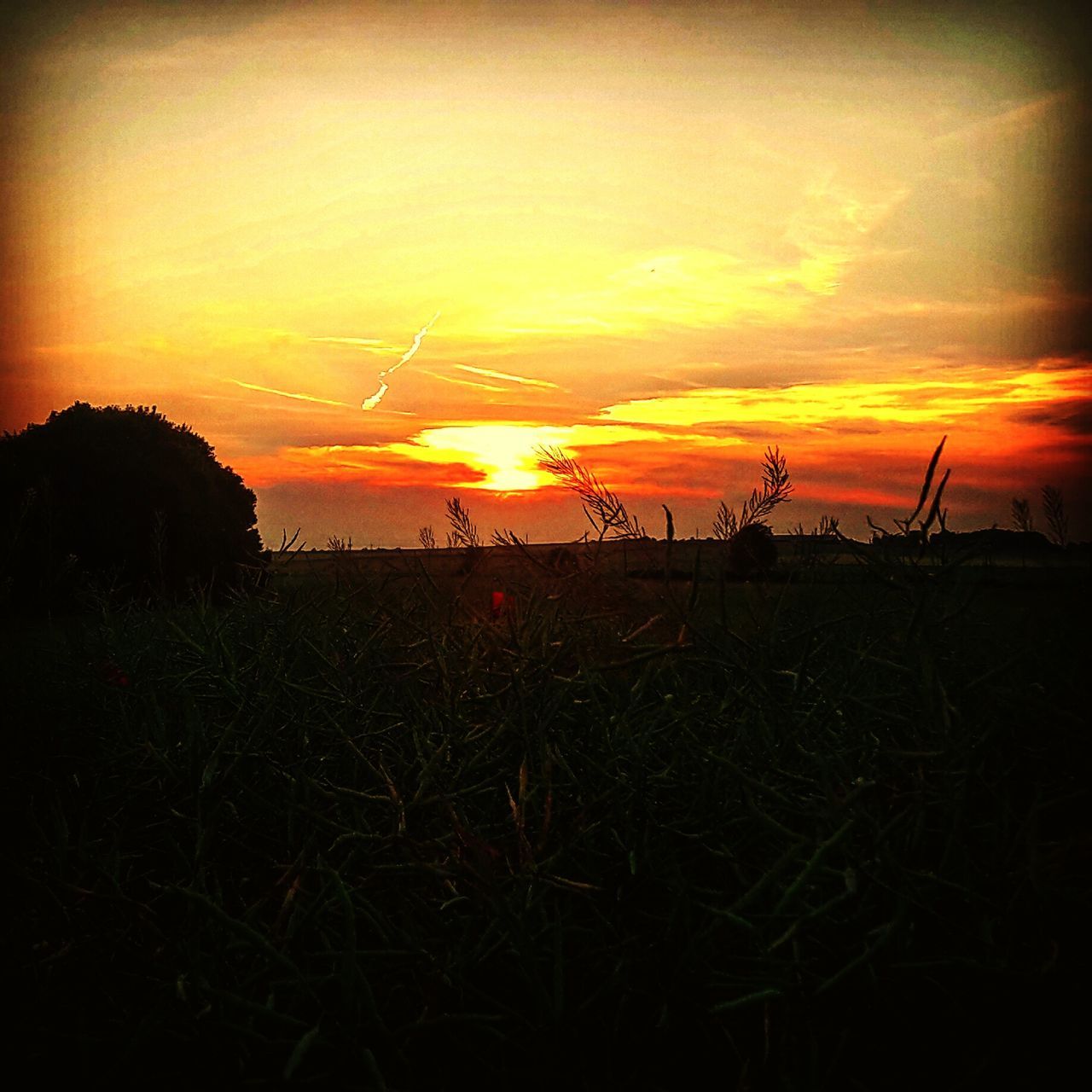 sunset, sun, tranquil scene, orange color, scenics, tranquility, beauty in nature, sky, field, landscape, silhouette, nature, idyllic, plant, sunlight, grass, growth, cloud - sky, outdoors, rural scene