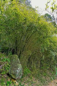Trees growing in park