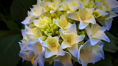 Close-up of flowers