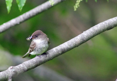 Close-up of bird perching on branch