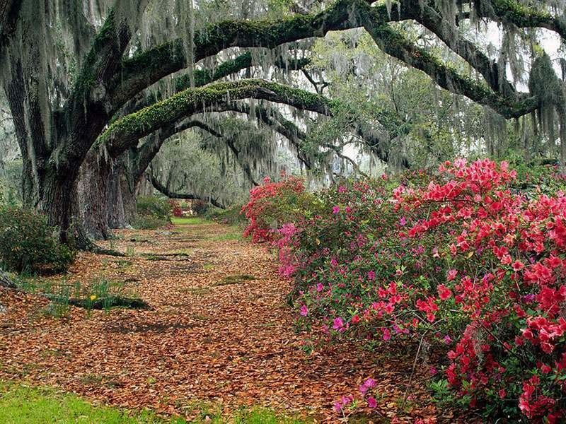 tree, growth, flower, beauty in nature, tranquility, nature, plant, tranquil scene, red, scenics, green color, the way forward, footpath, day, forest, freshness, landscape, park - man made space, outdoors, non-urban scene