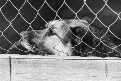 Close-up of horse in pen