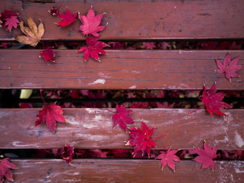 Close-up of red maple leaves on wood