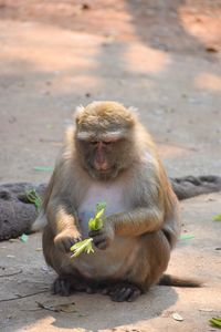 Close-up of monkey in monkey cave, chiang rai, thailand