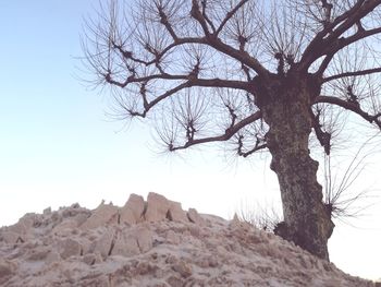 Low angle view of bare tree against clear sky