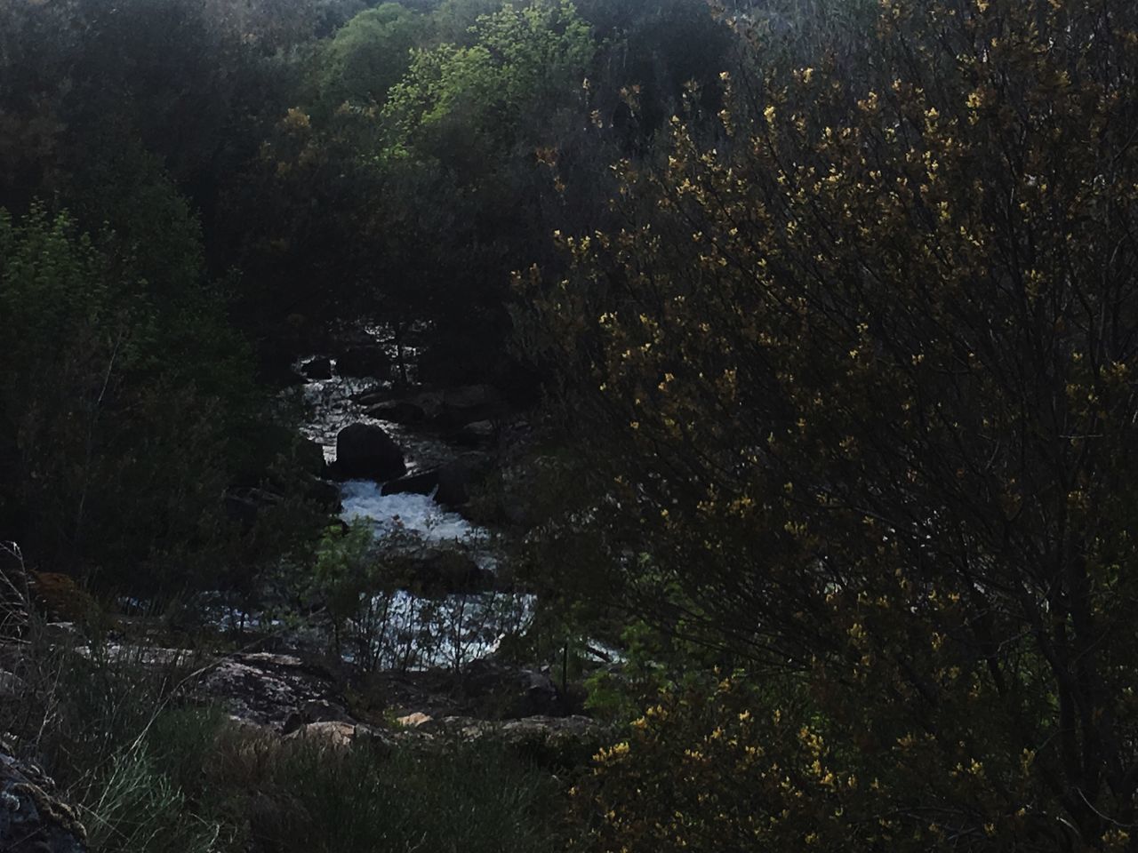 HIGH ANGLE VIEW OF ROCKS AT FOREST