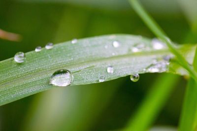 Close-up of water drops on grass