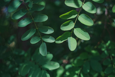 Close-up of green leaves