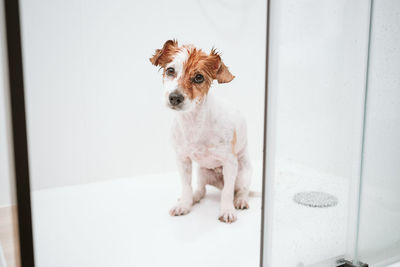 Funny wet jack russell dog sitting in shower ready for bath time. pets indoors at home