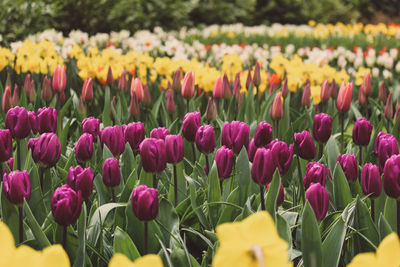 Close-up of multi colored tulips blooming on field