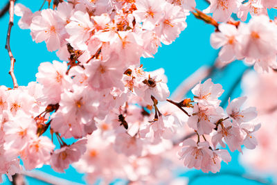 Close-up of cherry blossom