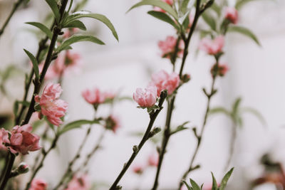 Close-up of pink flowering plants