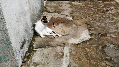 High angle view of dog on sand