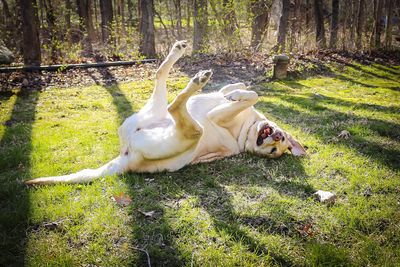 Dog in forest