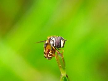 Close-up of bee on flower